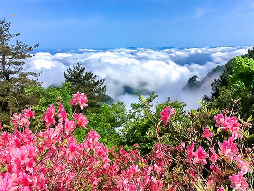 【麻城杜鹃2日】大别山巅的红霞盛宴の麻城龟峰山杜鹃群-安徽天堂寨 商品图7