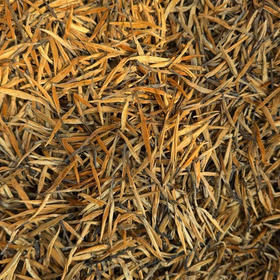 2026新茶滇红大金针尝鲜活动! 折后拍2发3！一两装50g
