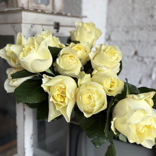 玫瑰-----窒息 商品图1