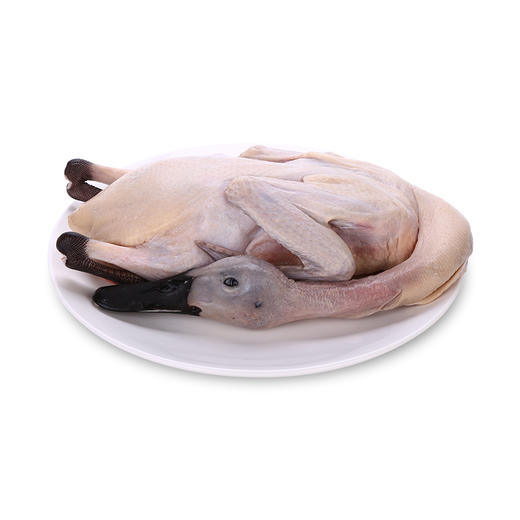 连城白鸭【首发】 商品图1