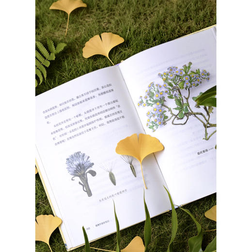 植物学家的笔记 申惠雨/著 罗竣/译 植物学 散文 科普 植物插画 广西师范大学出版社 商品图9