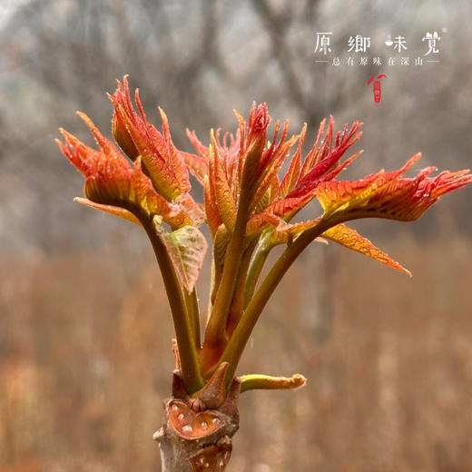 【预售】生态红油香椿（基地直发-京东包邮）| 多种规格，来自山西中条山，生产者：蒲韩青年公社社员，【合作生产，公平贸易】 商品图7