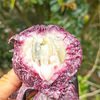 【预售】极客牛奶果丨淡淡奶香，果肉细腻，保质期较短，需尽快食用。深紫色果肉会涩，只吃白肉和浅红肉⭐️顺丰空运 商品缩略图4