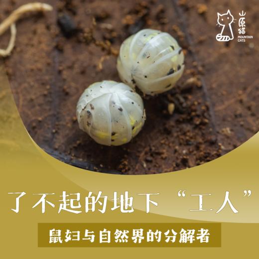 【04月25日 周六下午·特别活动·室内单飞营】 了不起的地下“工人” ·鼠妇与自然界的分解者 商品图0