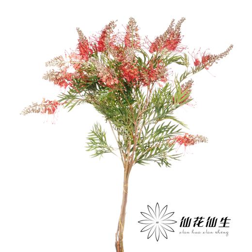 杨月季花材 ｜ 宝塔银桦 商品图1