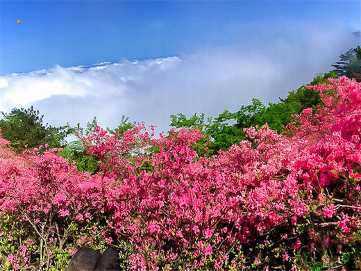 【麻城杜鹃2日】大别山巅的红霞盛宴の麻城龟峰山杜鹃群-安徽天堂寨 商品图3