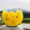 【自营】沙土黄钻西瓜 黄瓤皮薄 单瓜重2.0-3.0斤左右 YT 商品缩略图1
