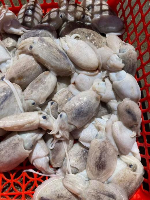 xm{必抢！}好新鲜的墨鱼仔！月销量超高~个头小巧、肉质嫩到像在嘴里跳舞，实打实的新鲜货，顺丰冷链活冻到家 老人小孩都爱吃~ 商品图1