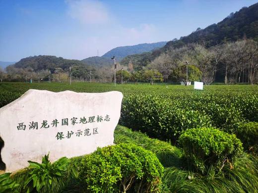 【预售 0329发货】2026年 头春头采/二采  西湖龙井 顺丰包邮 花香馥郁 味道通透 商品图5