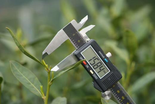 狮峰龙井 上满觉陇白鹤峰一级保护区 50克装 2026年头采 半手工 商品图2