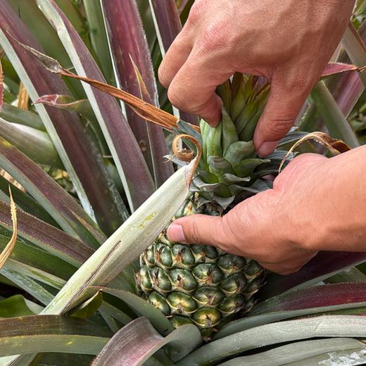 冬蜜凤梨丨即使青皮也可以食用，甜度高，无明显酸味，一口惊艳。⭐️顺丰快递 商品图7