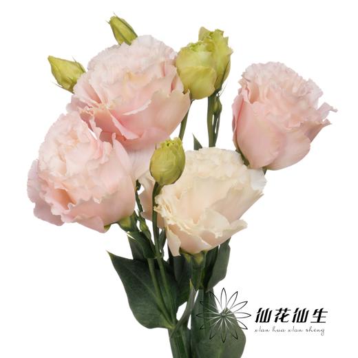 配花 | 洋桔梗肉粉 商品图2