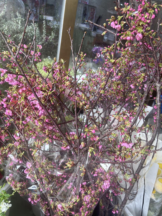 【向你微笑】国产樱花  粉色  约2-3枝/扎 商品图10