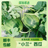 【广东"小兰"黄瓤西瓜】籽少 + 倍甜 + 薄皮 + 多汁 瓜香浓郁 | 顺丰直发DB 商品缩略图1