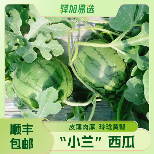 【广东"小兰"黄瓤西瓜】籽少 + 倍甜 + 薄皮 + 多汁 瓜香浓郁 | 顺丰直发DB 商品图1