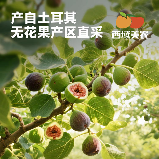西域美农  土耳其金钱无花果干  礼盒装660g 商品图2