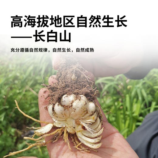 长白山有机百合干清甜软糯无熏硫银耳百合桂圆莲子羹180g 商品图1
