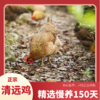 【中宿麻鸡清远酱油鸡】】鲜嫩多汁，咸香浓郁，就是干饭人的“战斗鸡”酱油鸡 商品缩略图3