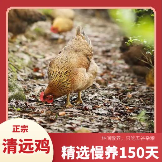 【中宿麻鸡清远酱油鸡】】鲜嫩多汁，咸香浓郁，就是干饭人的“战斗鸡”酱油鸡 商品图3