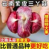 【做菜好吃❗️云南紫皮三瓣蒜】皮薄易剥，口味辛辣，鲜嫩多汁！整箱现挖鲜蒜5元宝红皮大蒜头蔬菜3三丫蒜 商品缩略图0