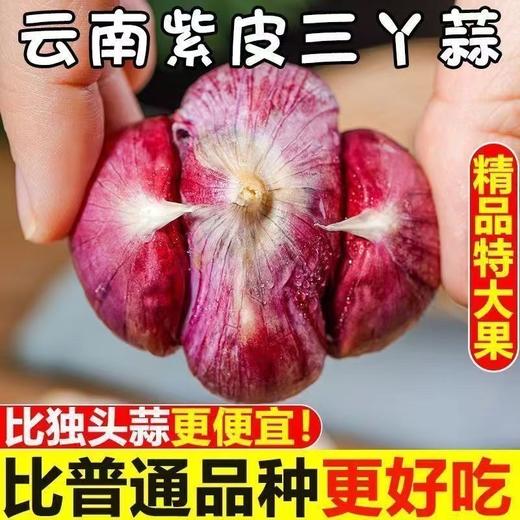【做菜好吃❗️云南紫皮三瓣蒜】皮薄易剥，口味辛辣，鲜嫩多汁！整箱现挖鲜蒜5元宝红皮大蒜头蔬菜3三丫蒜 商品图0