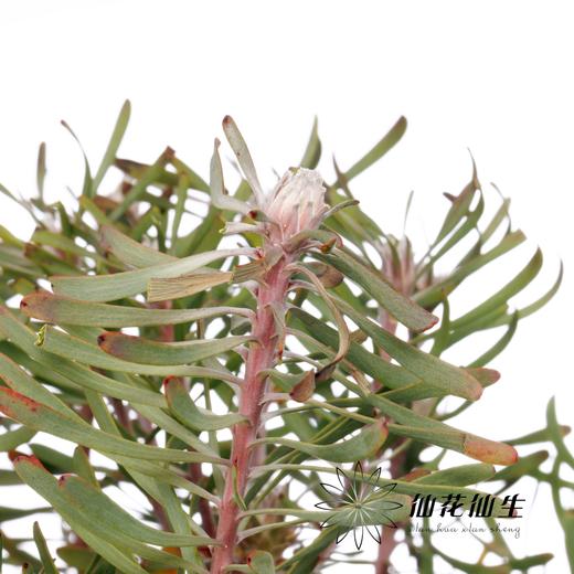 叶材 | 婆娑叶 商品图2