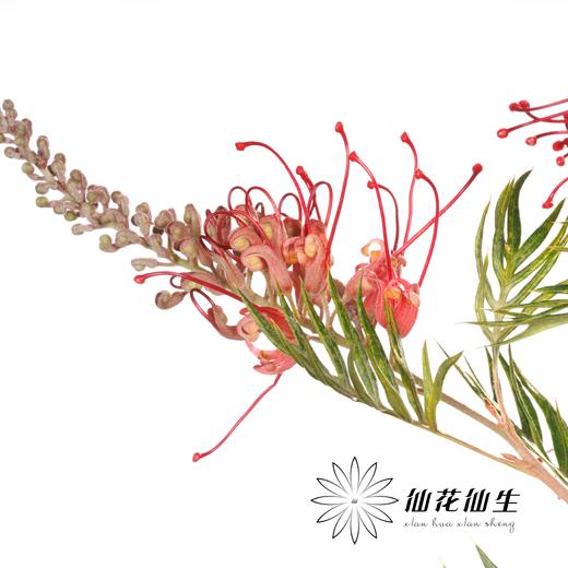 杨月季花材 ｜ 宝塔银桦 商品图4