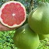 周二取货：【红宝石柚】一个3斤左右！超嫩！超水！ 商品缩略图4
