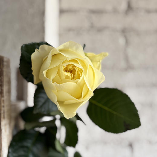 玫瑰-----窒息 商品图3