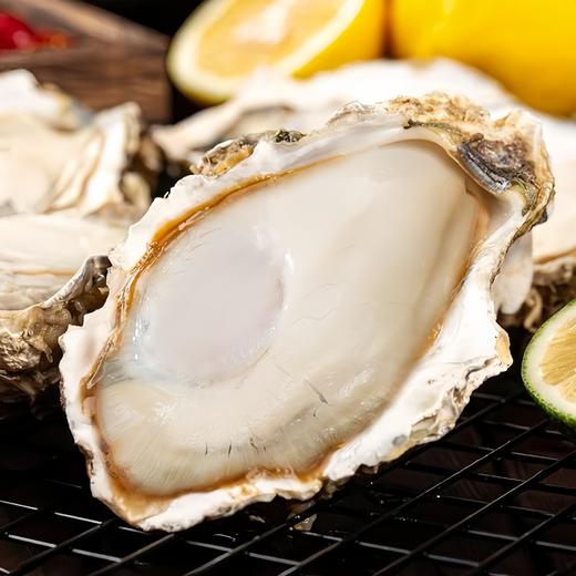 乳山鲜肥生蚝 5斤礼盒装（带壳发货） 商品图6