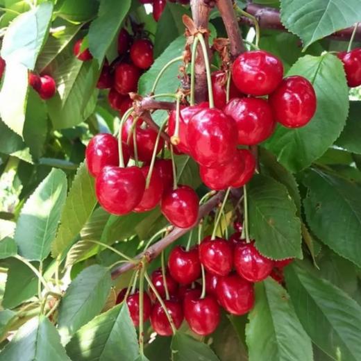 米易玛瑙小樱桃 商品图1