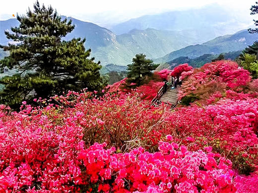 【麻城杜鹃2日】大别山巅的红霞盛宴の麻城龟峰山杜鹃群-安徽天堂寨 商品图4