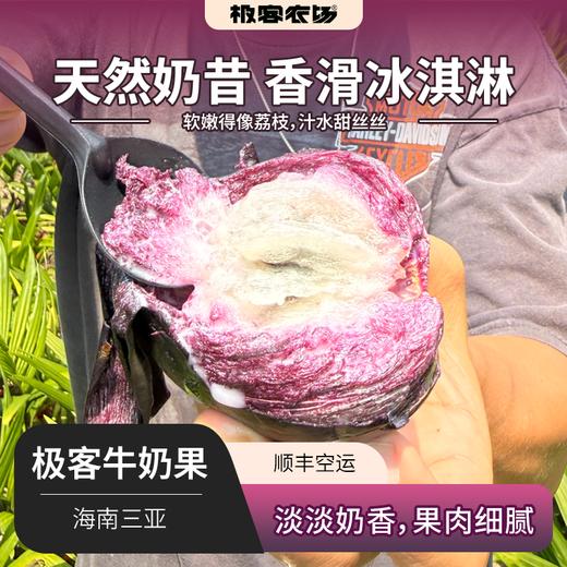 【预售】极客牛奶果丨淡淡奶香，果肉细腻，保质期较短，需尽快食用。深紫色果肉会涩，只吃白肉和浅红肉⭐️顺丰空运 商品图0