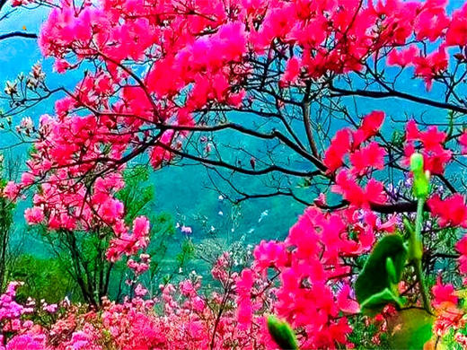 【麻城杜鹃2日】大别山巅的红霞盛宴の麻城龟峰山杜鹃群-安徽天堂寨 商品图8