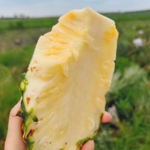 冬蜜凤梨丨即使青皮也可以食用，甜度高，无明显酸味，一口惊艳。⭐️顺丰快递 商品图9
