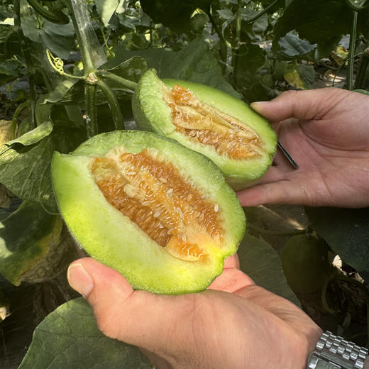 【预计6号左右采摘】三代羊角蜜丨 只采头茬果， 瓜味正，酥脆可口。不催熟，不膨大，熟度高，就是个头小，轻微干疤蹭伤不影响食用，介意慎拍！⭐️京东快递 商品图5