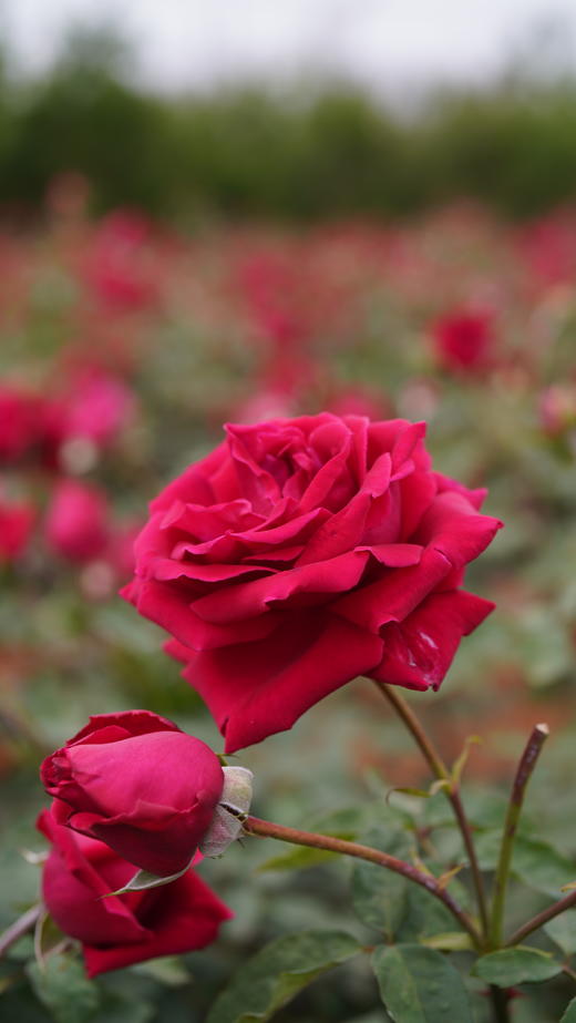 云南有机冻干墨红玫瑰花茶 高原头茬大朵 -40℃锁鲜 疏肝解郁 养生花茶50g 商品图2