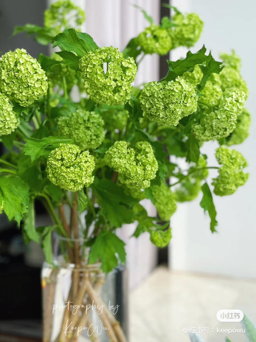 现货木绣球一扎5支 支长65厘米 一支多头 商品图0