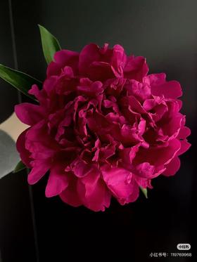 【预山东仓】顺丰包邮芍药 | 保罗怀尔德【可备注发货时间】