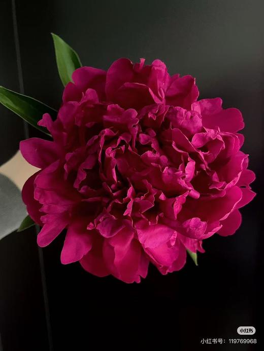 【预山东仓】顺丰包邮芍药 | 保罗怀尔德【可备注发货时间】 商品图0