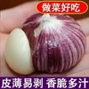 【做菜好吃❗️云南紫皮三瓣蒜】皮薄易剥，口味辛辣，鲜嫩多汁！整箱现挖鲜蒜5元宝红皮大蒜头蔬菜3三丫蒜 商品缩略图1