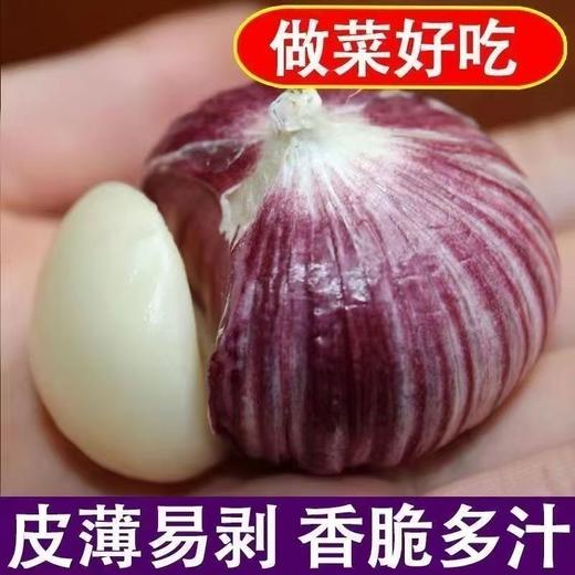 【做菜好吃❗️云南紫皮三瓣蒜】皮薄易剥，口味辛辣，鲜嫩多汁！整箱现挖鲜蒜5元宝红皮大蒜头蔬菜3三丫蒜 商品图1