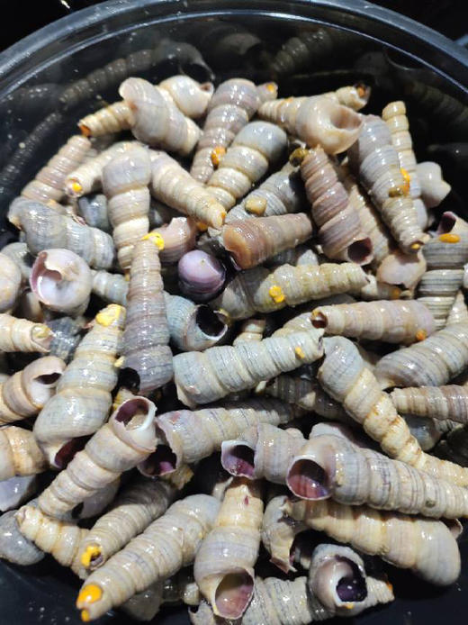 去尖钉螺，最肥的季节，简单清洗后，适合做香辣钉螺！
一盒3斤 商品图1