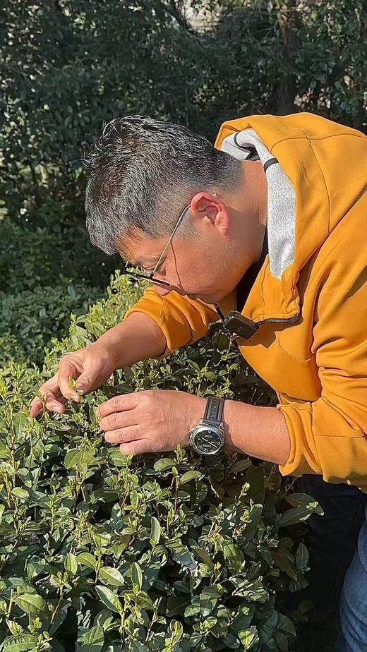 【明前西湖龙井茶】【26年头茬】 采自龙井茶核心产区——狮峰山 市价每斤在4000元以上 一标一码可验真伪 商品图5