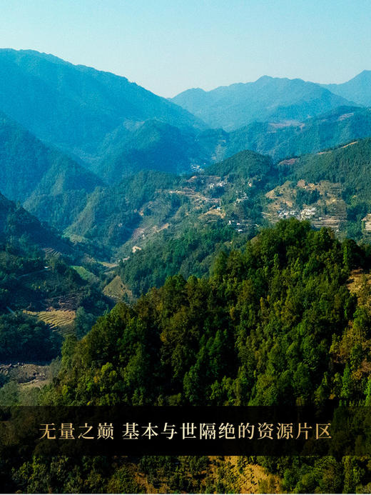 【名额过半！】【细叶王子】2026年春茶预售后山麓王子片区贡茶传奇：一叶难求的极致奢品 品细叶王子，享帝王口福：一汤入口，细腻之中见真质500克/团 8团/件 商品图10