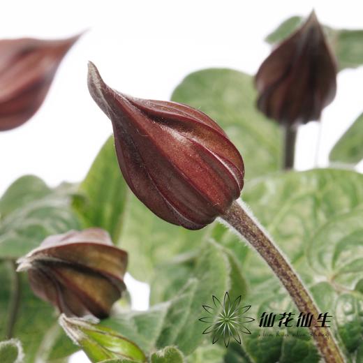 配花 | 铁线莲幸福之鸟 商品图0