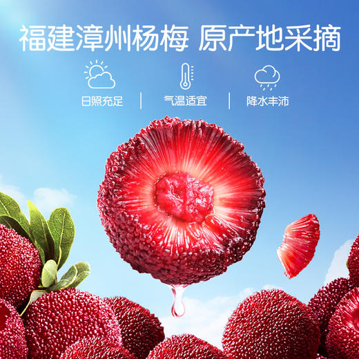 孕味食足杨梅干缓解孕吐小零食 120g/袋 商品图3