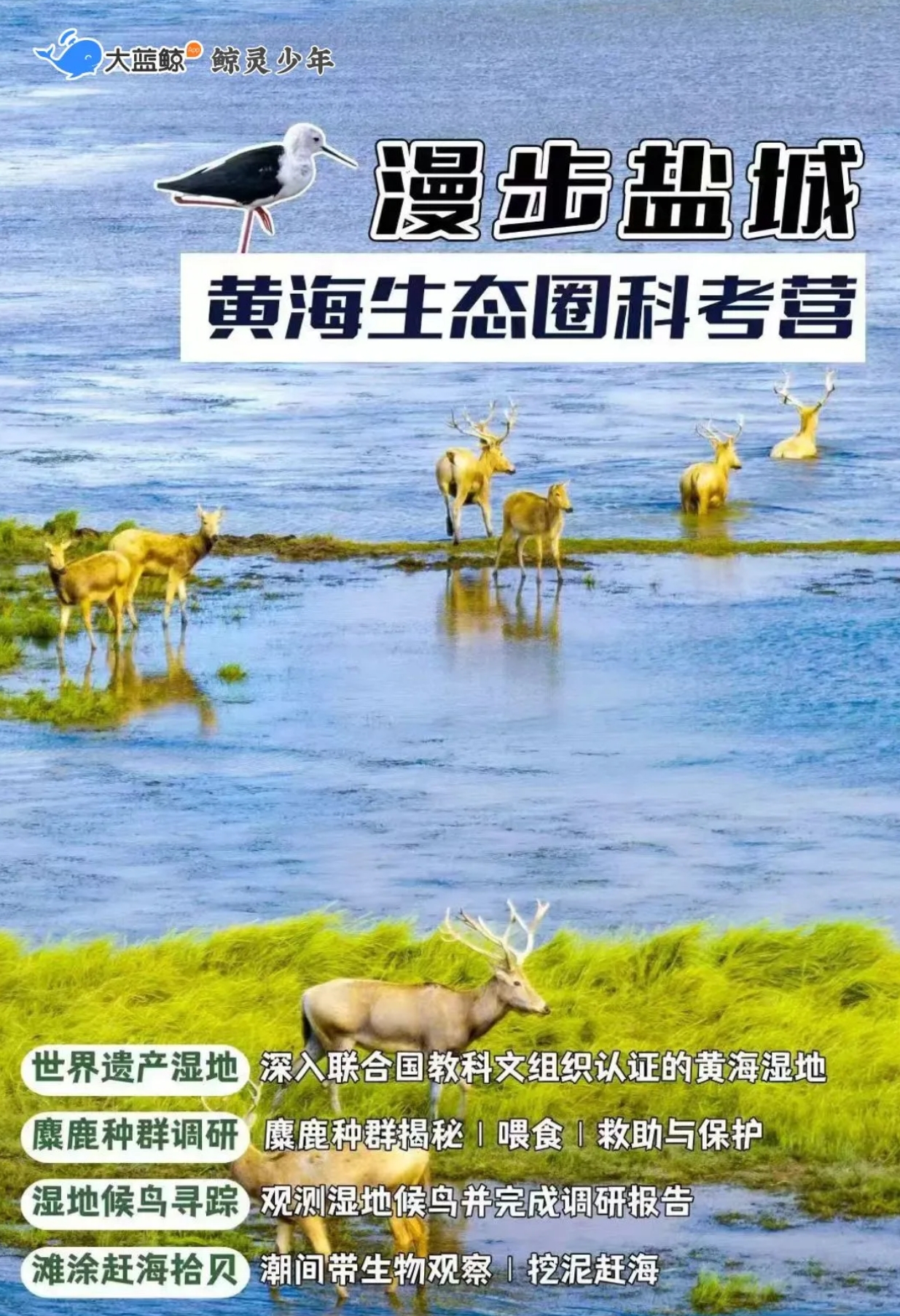 大蓝鲸爱研学【 盐城独立2天1晚】去逐鹿观鸟，深入世遗保护区，调研麋鹿基因库、观测候鸟、漫步黄海森林公园、滩涂赶海……一起感叹造物者的自然神奇吧！