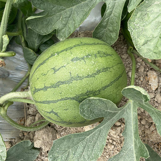 【广东"小兰"黄瓤西瓜】籽少 + 倍甜 + 薄皮 + 多汁 瓜香浓郁 | 顺丰直发DB 商品图4