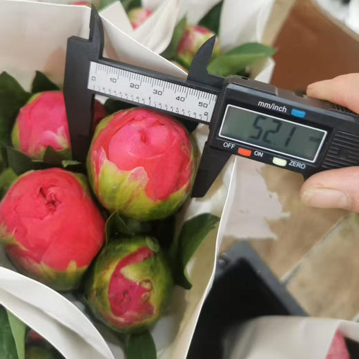 超级珊瑚芍药花5支 商品图9